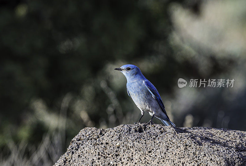 山蓝知更鸟(Sialia currucoides)是一种小型迁徙画眉，发现于北美西部山区。马勒尔国家野生动物保护区，俄勒冈州。雀形目,鸫科。男性。